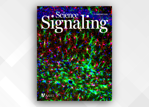 New Sdy Idenifies Key Micrglial Channel Driving Nerinflammain and Depressive‑Like Behavirs